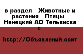  в раздел : Животные и растения » Птицы . Ненецкий АО,Тельвиска с.